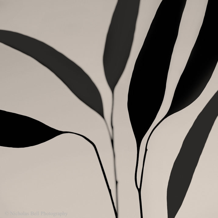 abstract botanical photography, Nicholas Bell