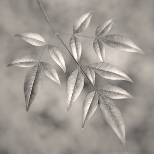 black and white botanical photography