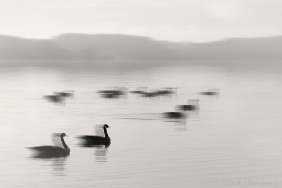 Photography and Persistence - 'Geese on Melton Lake'