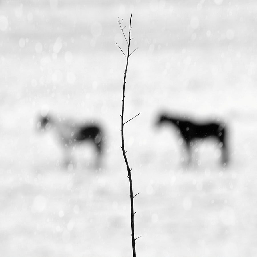 A Still Photograph - 'Winter Horses'