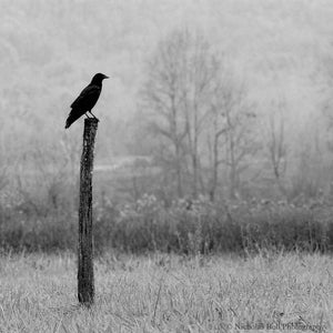 black and white crow photography, Appalachia