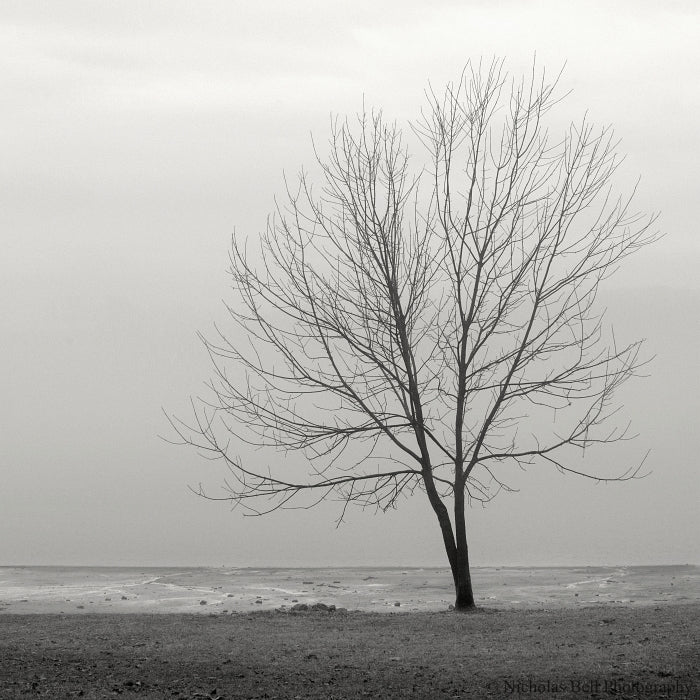 black and white lake house art, tree photography, minimalist