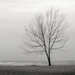 black and white lake house art, tree photography, minimalist