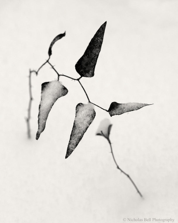 black and white botanical photography