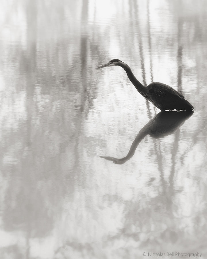 heron photography, lake house art