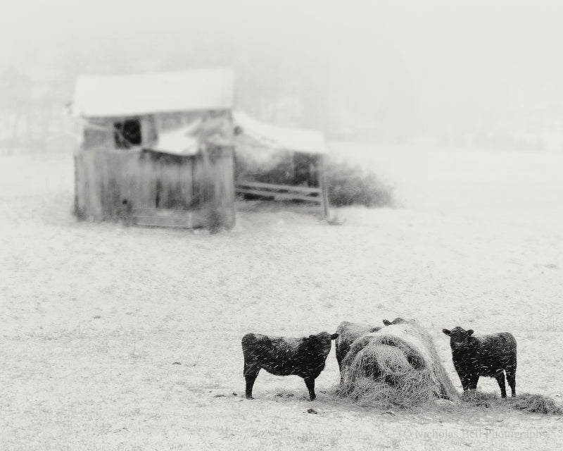 farmhouse art, farm photography, black and white