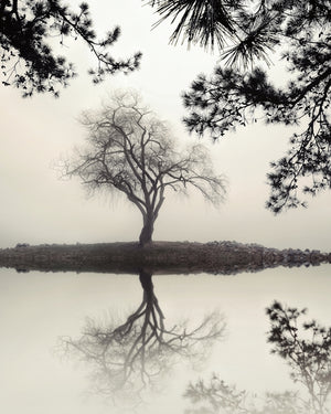 black and white landscape photography, trees, lake
