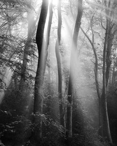 black and white landscape photography prints, trees, forest