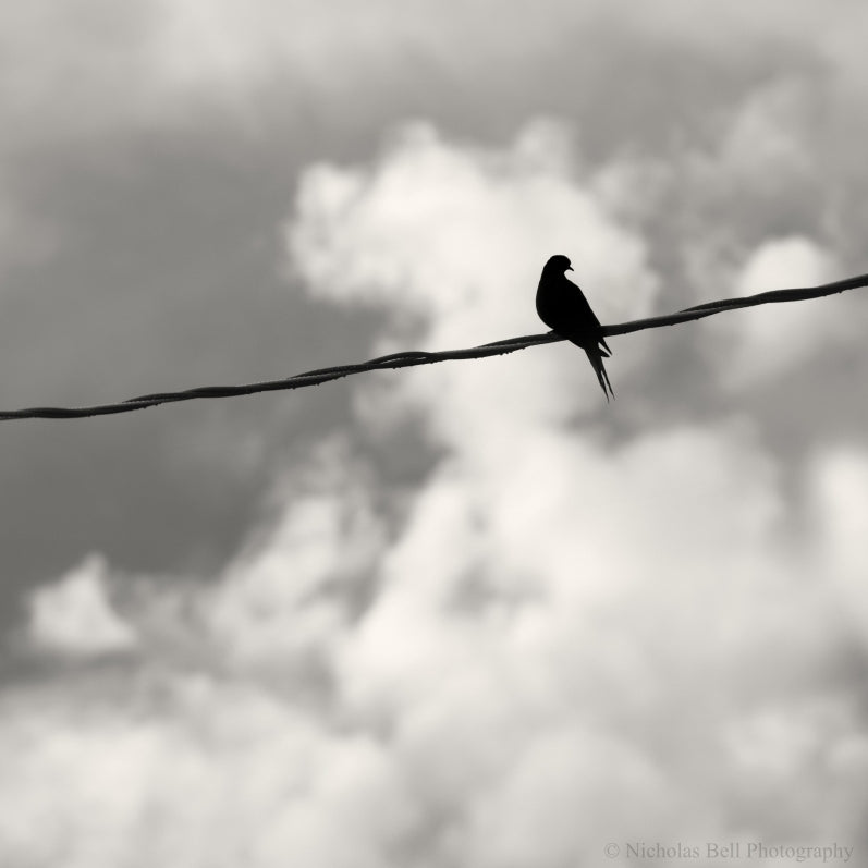 black and white bird photography