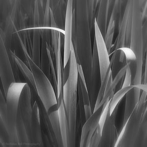 black and white botanical photography prints