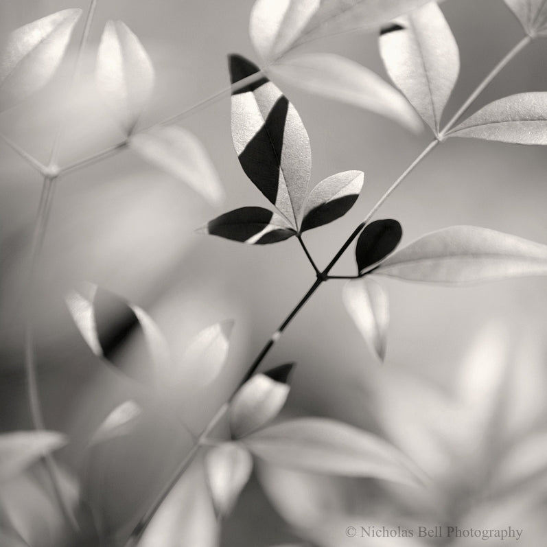black and white botanical photography prints