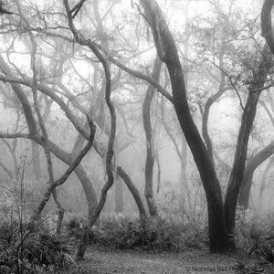 black and white Florida landscape print, photography