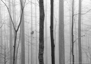 black and white landscape photography, forest, trees