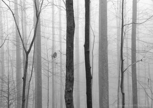 black and white landscape photography, forest, trees