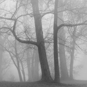 black and white landscape photography, trees, Nicholas Bell