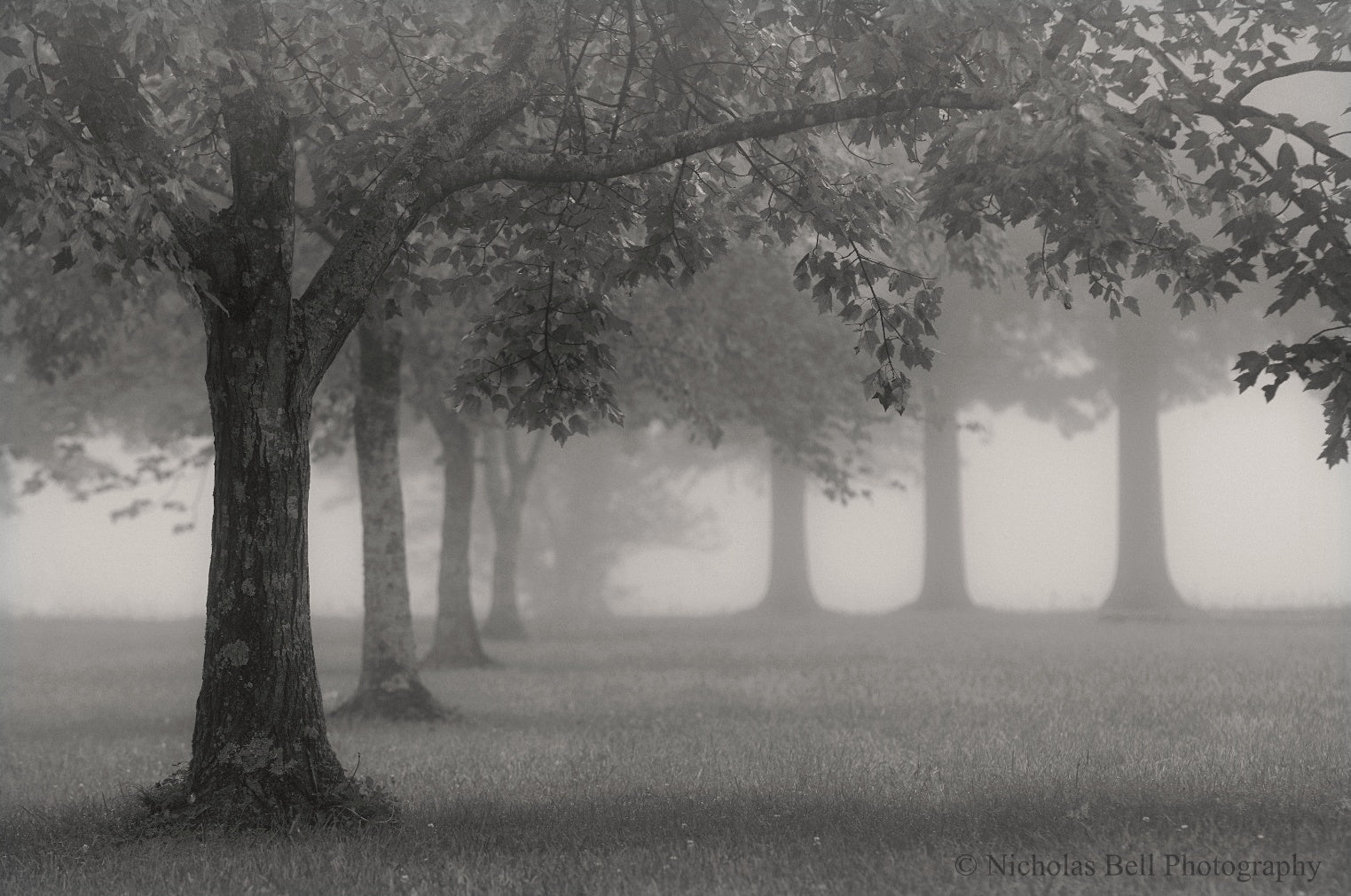 Winter Tree, Admiral Park - black and white photography print – Nicholas  Bell Photography