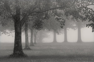 black and white tree photography