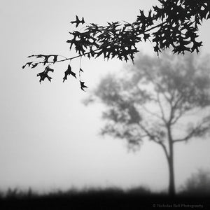 black and white photography print, landscape, trees, winter