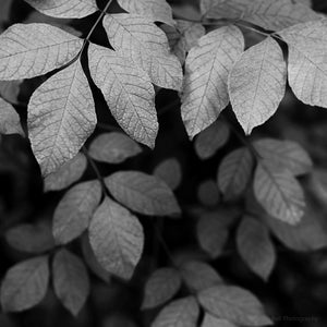 black and white botanical photography print