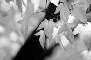black and white nature photography