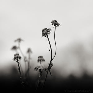 black and white nature photography