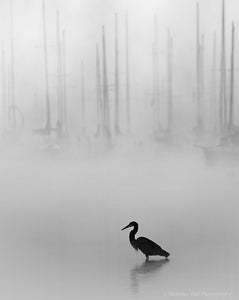 black and white photography print, heron and sailboats