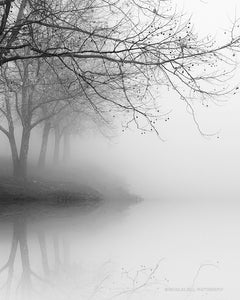 black and white photography prints, trees, landscape