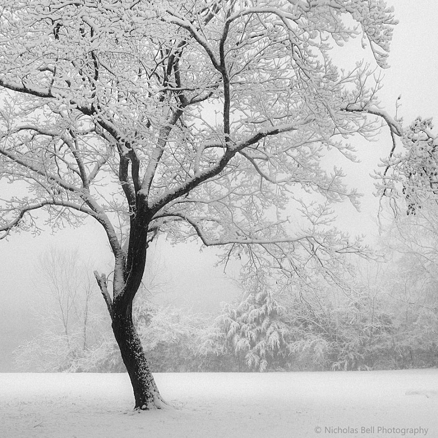 Winter Tree, Admiral Park - black and white photography print – Nicholas  Bell Photography