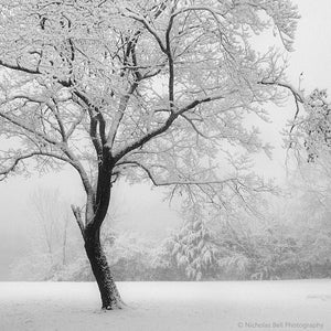 black and white photography prints, landscape, trees