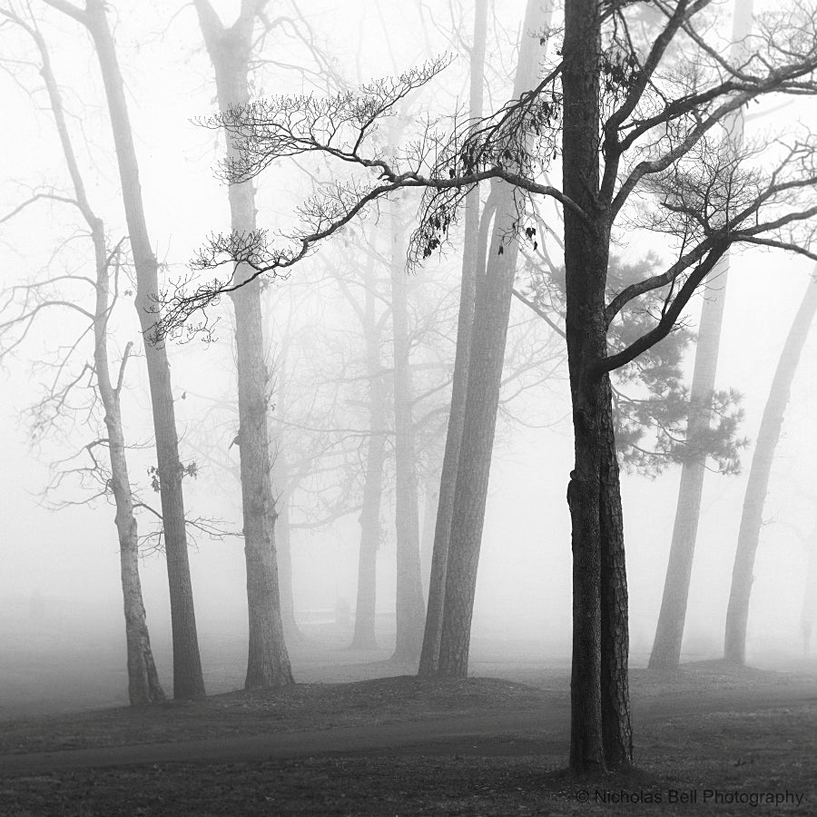 black and white tree photography prints