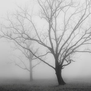 black and white tree photography print, Nicholas Bell