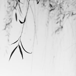 minimalist nature photography print, spa art