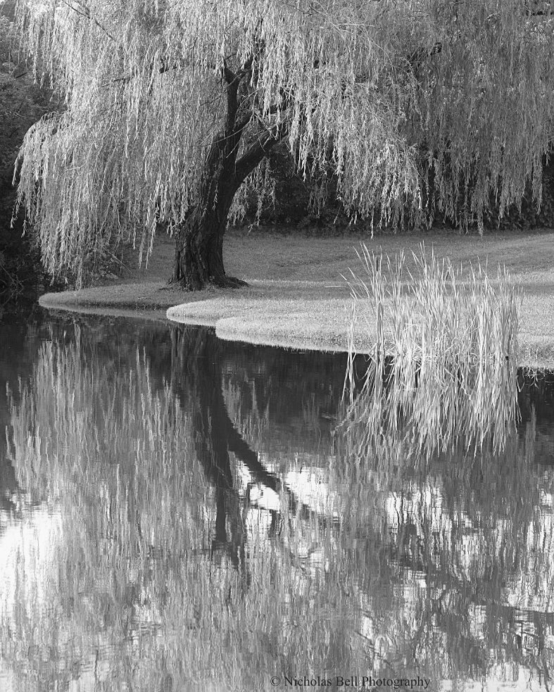 black and white willow tree photography print