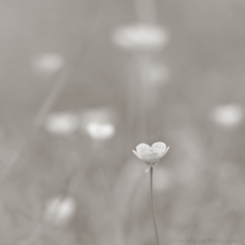 spring wild flowers photography, minimalist nature print