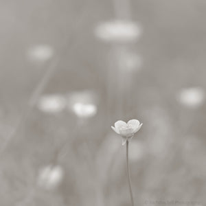 spring wild flowers photography, minimalist nature print