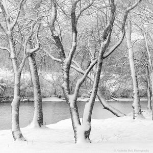 black and white tree photography print