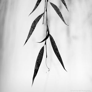 minimalist black and white nature photography, spa art