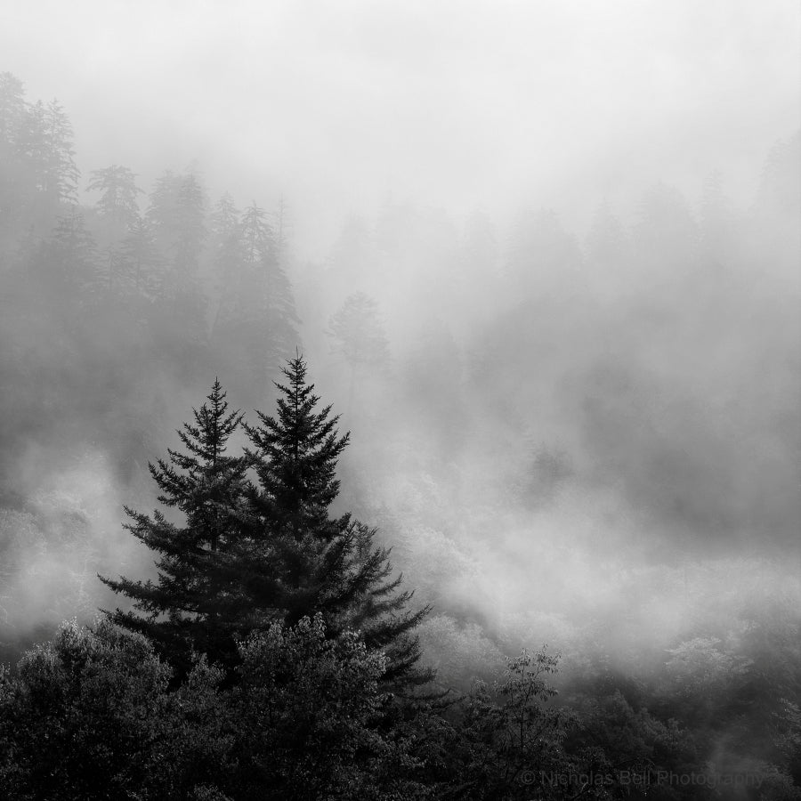 Rising Mist and Evergreens, Smoky Mountains