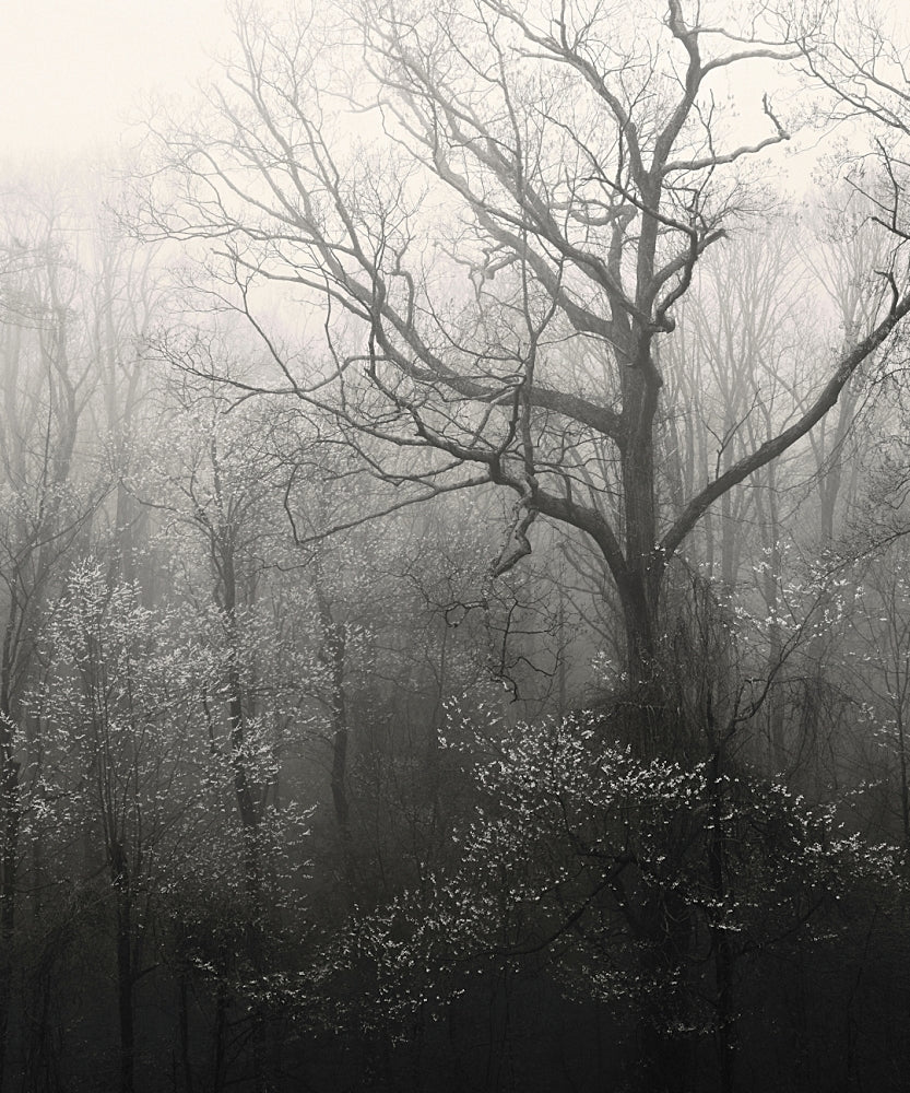 smoky mountains photography, trees, forest, print