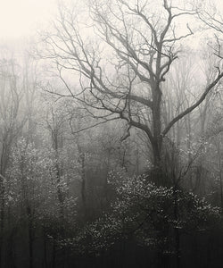 smoky mountains photography, trees, forest, print